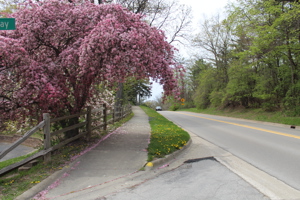 A flowery tree hanging over a safety path next to a road.