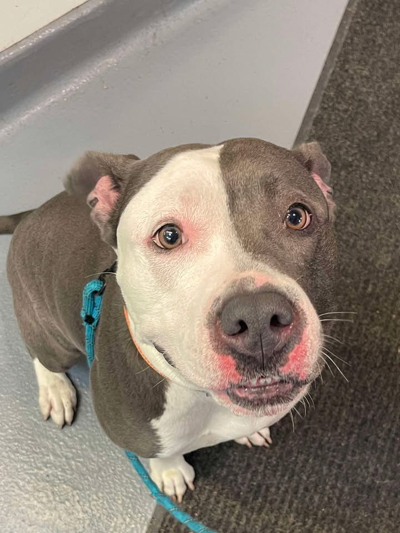 American Pit Bull Terrier/American Staffordshire