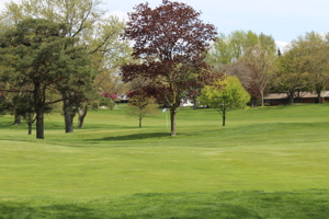 The green of a golf course with trees on the edge.
