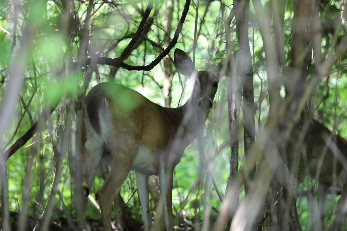 Deer in the woods