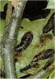 gypsy moth pupae