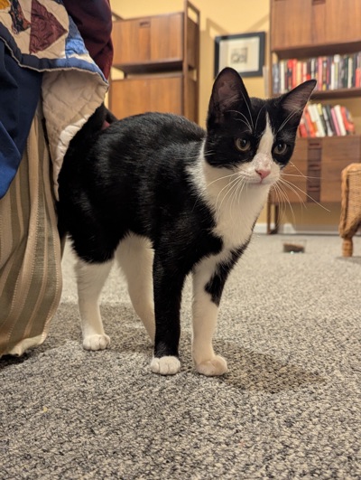 Oreo