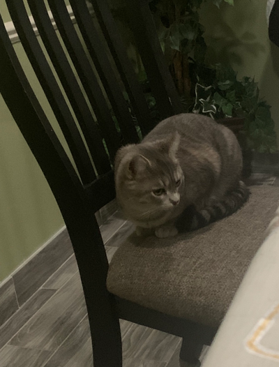 Mr. Mittens