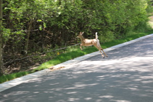Deer Running Across Road
