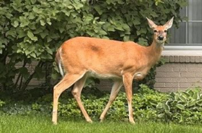 Township Continues to Look at Deer Management Options with Safety First Priority