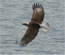 Bald Eagle Over Lake