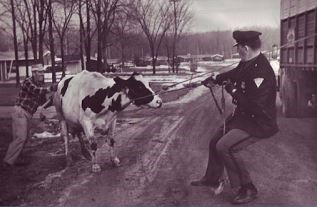 Police Office Pulling a cow