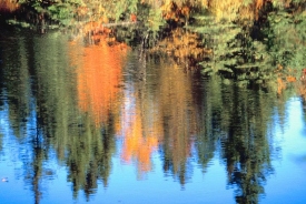 Fall trees reflecting on water way