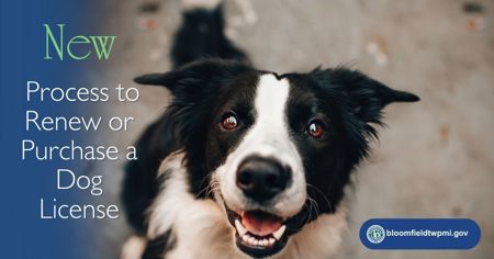 The face of a black and white dog looking bright-eyed and attentive with message New Process to Renew or Purchase a Dog License and Township website & logo