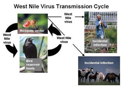 West Nile Virus Transmission Cycle