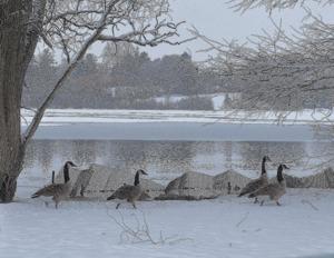 Geese walking around in snow by a lake.